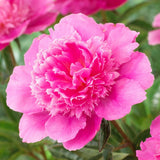Bujor arbustiv nobil Bouquet Perfect, cu flori roz