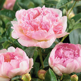 Bujor arbustiv nobil Raspberry Sundae, cu flori alb-roz-galben