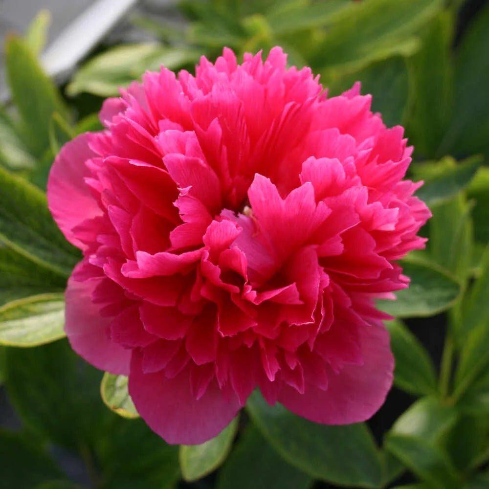 Bujor arbustiv nobil Rosea Plena, cu flori roz-plin