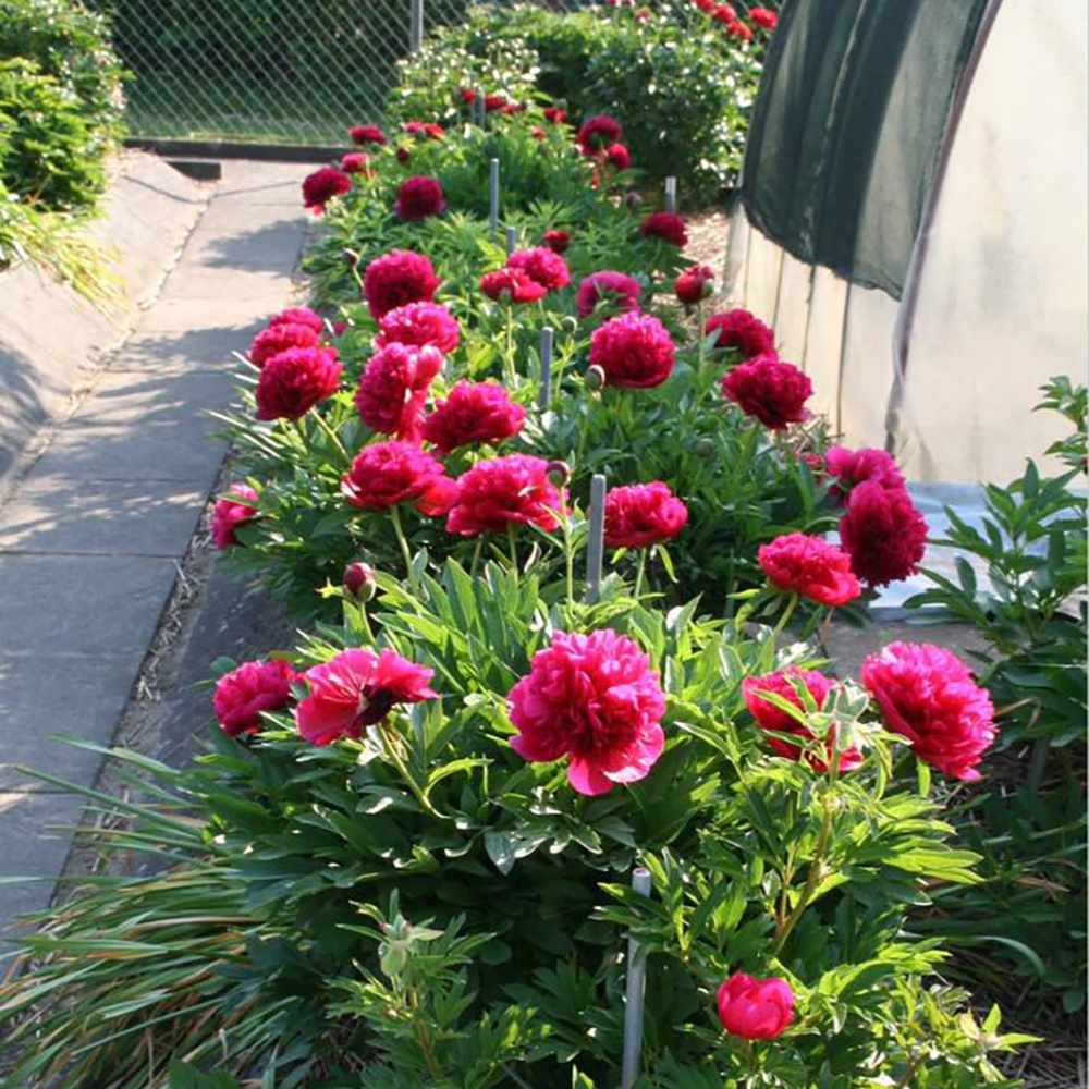 Bujor arbustiv nobil Rosea Plena, cu flori roz-plin