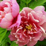 Bujor Hibrid Pink Double Dandy, cu flori roz-lavanda