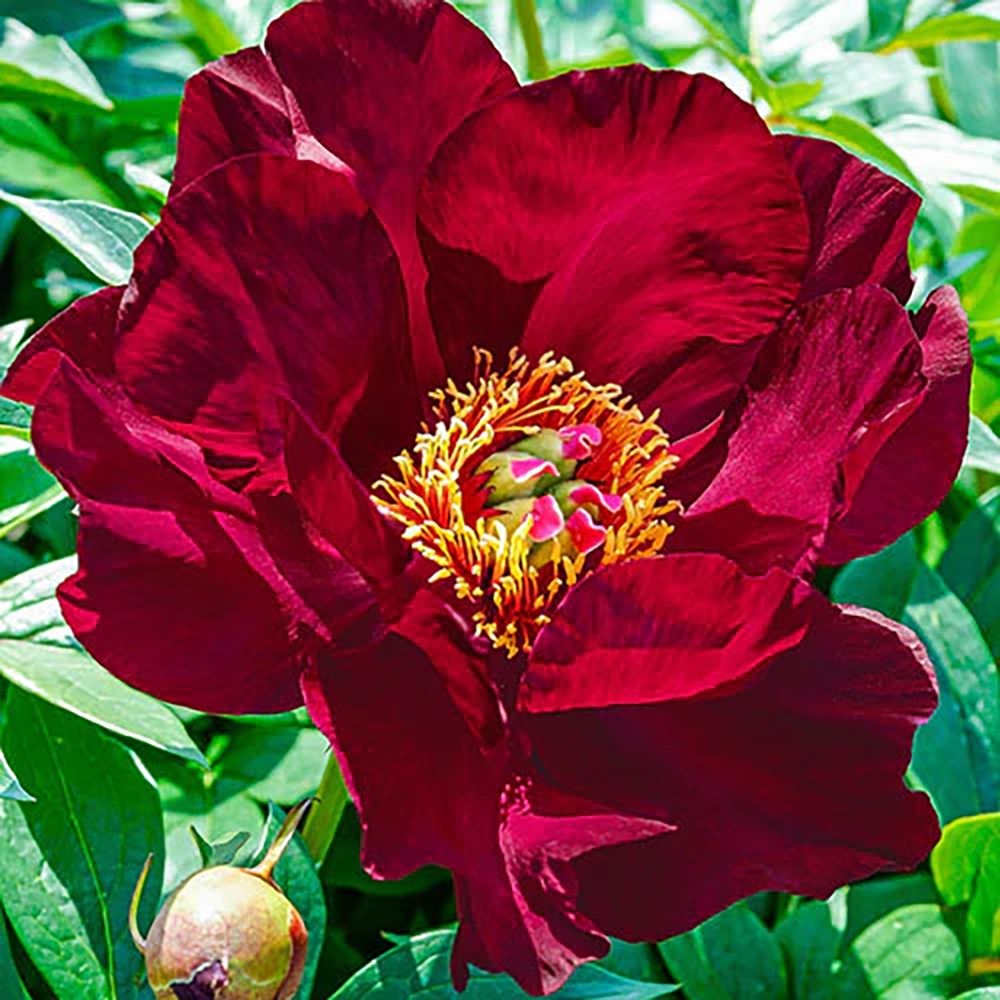 Bujor Hibrid Itoh Scarlet Heaven, cu flori rosu-inchis