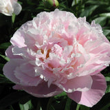 Bujor Lady Alexandra Druff, bulb in ghiveci