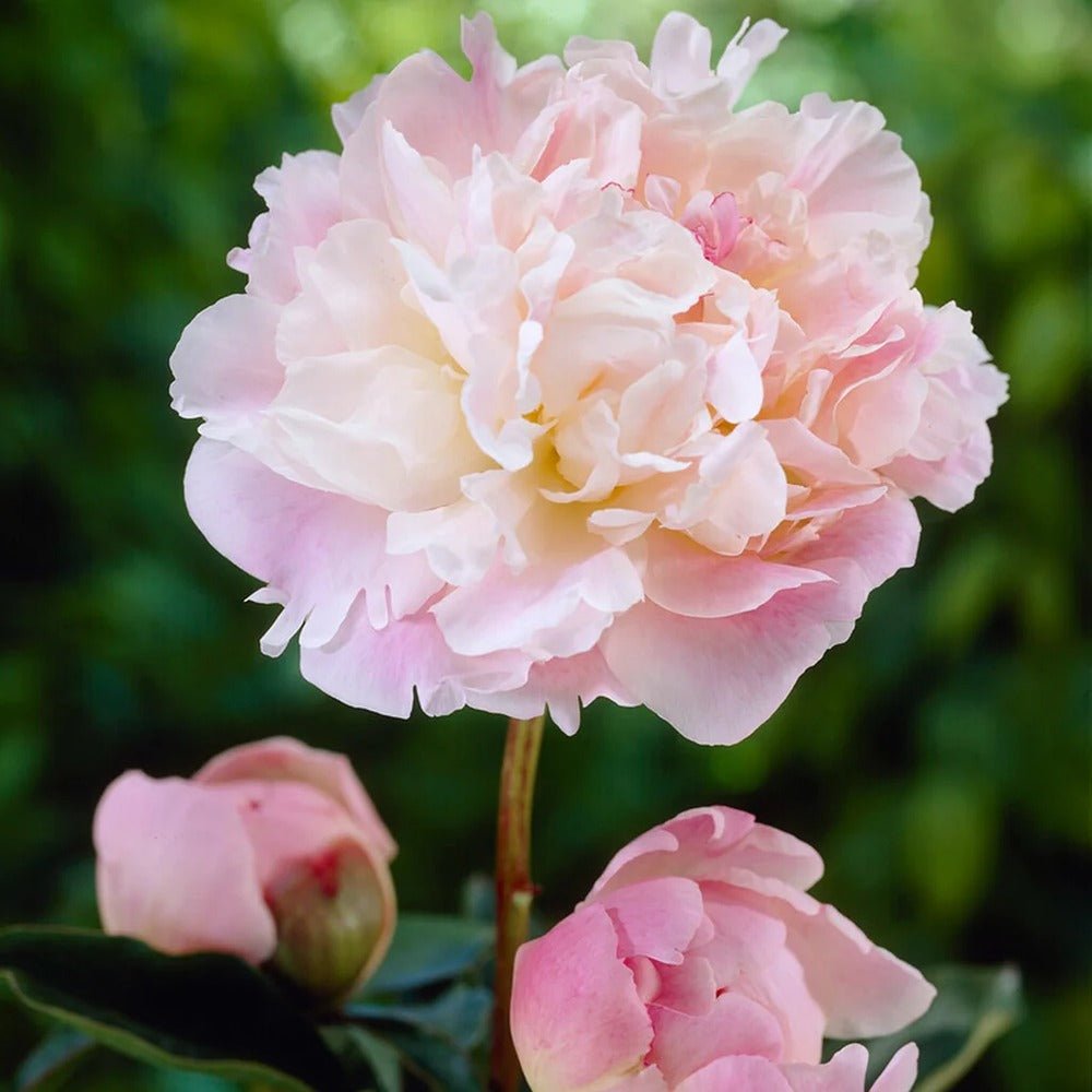 Bujor Lady Alexandra Druff, bulb in ghiveci