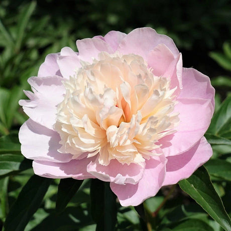 Bujor Lady Alexandra Druff, bulb in ghiveci