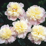 Bujor Lady Alexandra Druff, bulb in ghiveci
