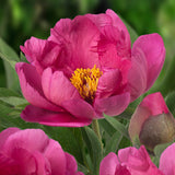 Bujor arbustiv Pink Ardour, cu flori roz aprins