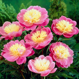 Bujor arbustiv nobil Bowl of Beauty, cu flori roz trandafiriu