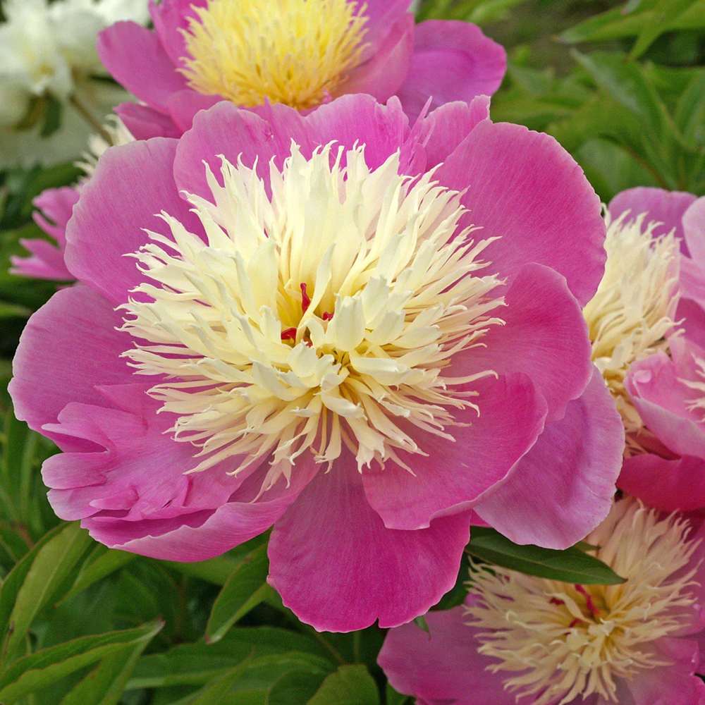 Bujor arbustiv nobil Bowl of Beauty, cu flori roz trandafiriu