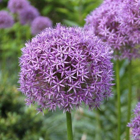 Bulbi Ceapa Ornamentala (Allium) Gladiator (5 Bucati/Pachet)