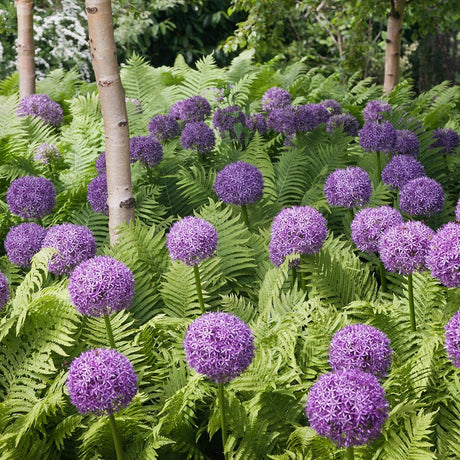 Bulbi Ceapa Ornamentala (Allium) Globemaster, cu flori mov sferice