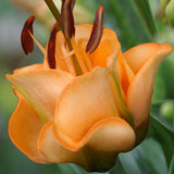 Bulbi crini Apricot Fudge (1 buc)