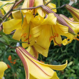 Bulbi crini Golden Splendour (1 buc)