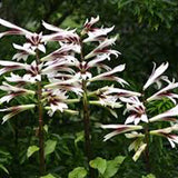 Bulbi de Crini Gigant de Himalaya cu flori mari, alb-purpuriu (Crinum Giganteum)- 1 bulb