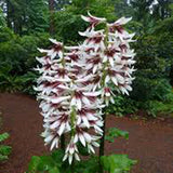 Bulbi de Crini Gigant de Himalaya cu flori mari, alb-purpuriu (Crinum Giganteum)- 1 bulb