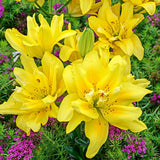 Bulbi de Crini imperiali Fata Morgana cu flori mari duble, galben intens, 1 bulb