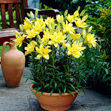 Bulbi de Crini imperiali Fata Morgana cu flori mari duble, galben intens, 1 bulb