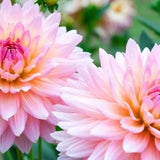 Bulbi de Dalii decorative cactus Strawberry Ice cu flori mari, roz-deschis cu insertii galben-auriu, 1 bulb
