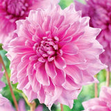 Bulbi de Dalii decorative gigant Lavender Perfection cu flori mari, roz-pastel, 1 bulb