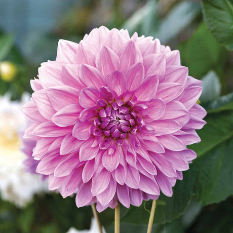 Bulbi de Dalii decorative gigant Lavender Perfection cu flori mari, roz-pastel, 1 bulb
