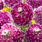 Bulbi de Dalii decorative gigant Vancouver cu flori mari, visiniu-mov pe fond crem, 1 bulb