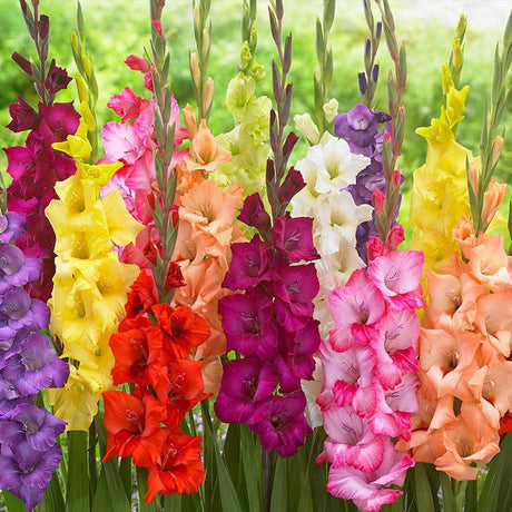 Bulbi de Gladiole Amestec de fluturii cu flori mari, mix de culori