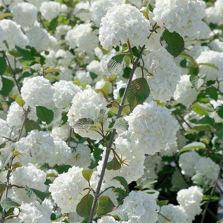 Bulgare de Zapada Grandiflorum (Calinul), cu flori albe sferice parfumate