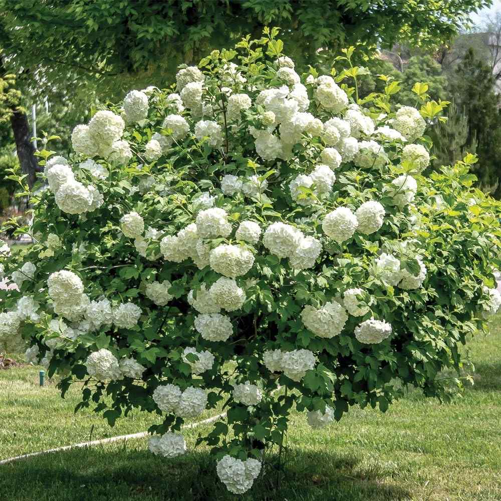 Bulgare de Zapada Roseum (Calinul), cu flori albe sferice