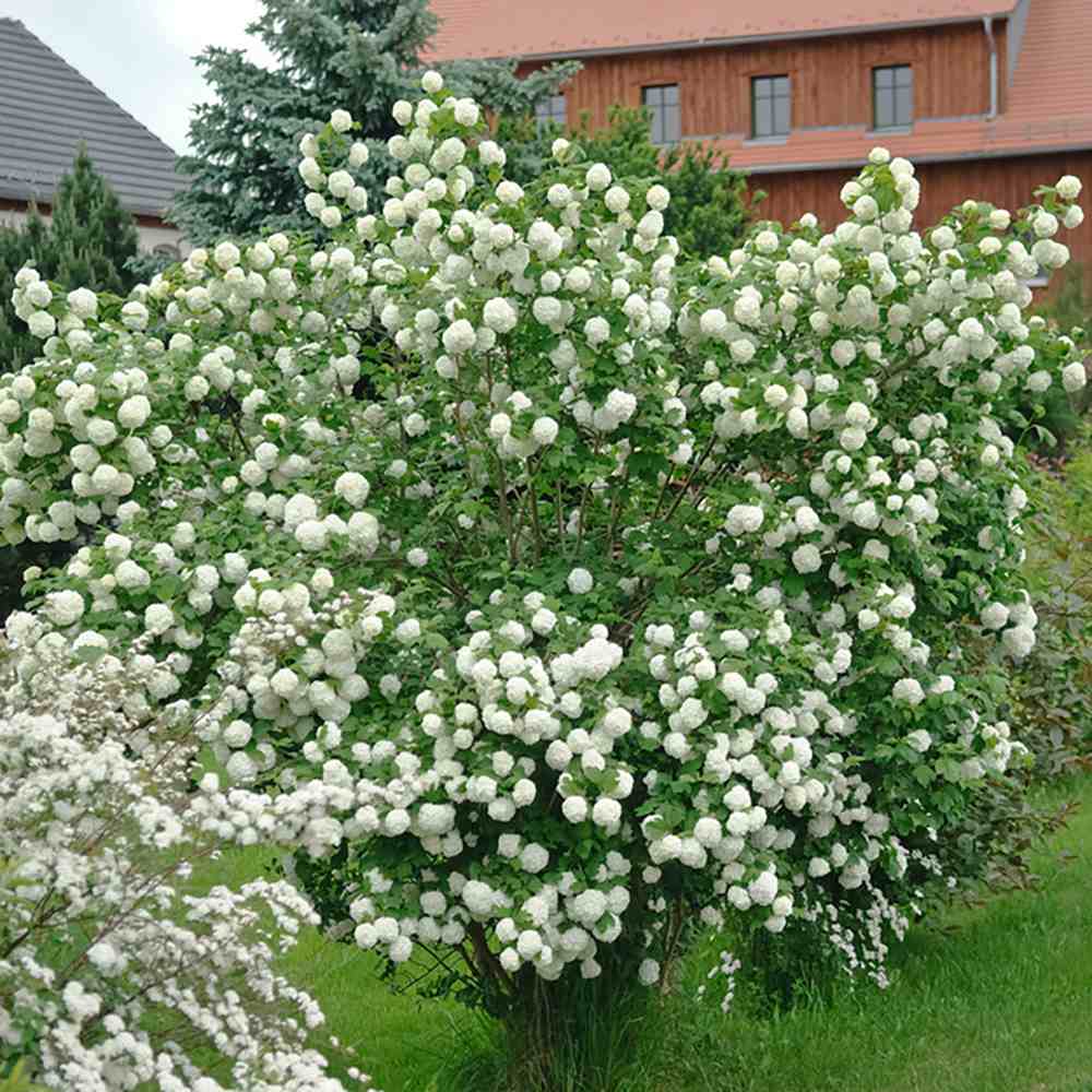 Bulgare de Zapada Roseum (Calinul), cu flori albe sferice
