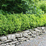 Buxus Sempervirens (Cimisir), gard viu mic vesnic verde