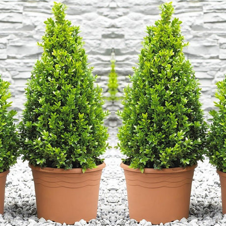 Buxus Sempervirens (Cimisir) Piramida