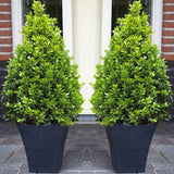 Buxus Sempervirens (Cimisir) Piramida