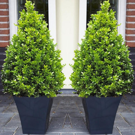 Buxus Sempervirens (Cimisir) Piramida