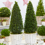 Buxus Sempervirens (Cimisir) Piramida