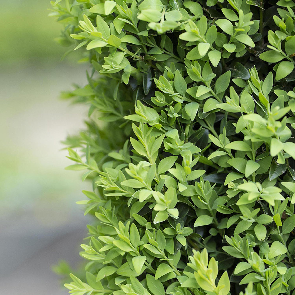 Buxus Sempervirens (Cimisir) Rotund/Glob