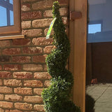 Buxus Sempervirens (Cimisir) Spiral