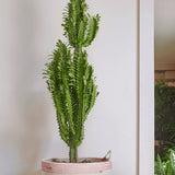 Cactus Candelabru 135 cm