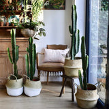 Cactus Candelabru 135 cm