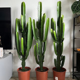 Cactus Candelabru 150 cm