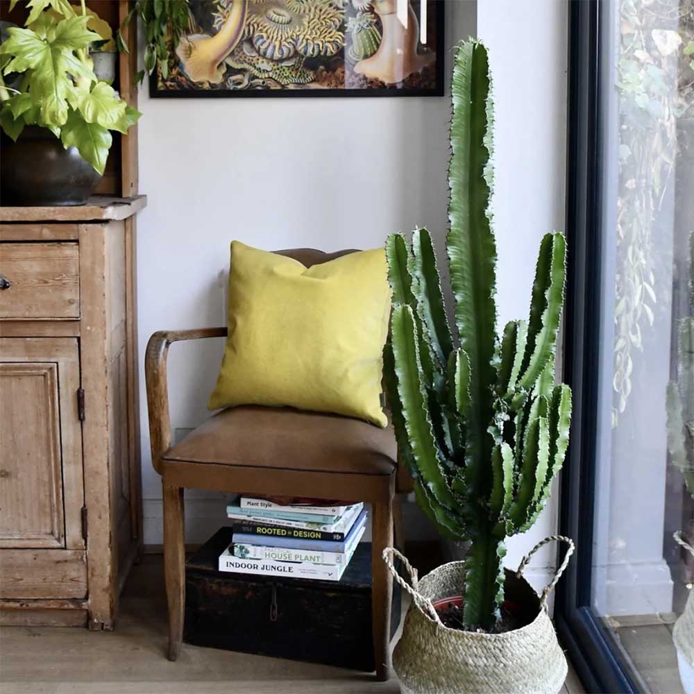 Cactus Candelabru 150 cm
