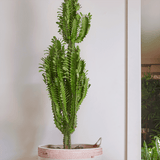 Cactus Candelabru - 70 cm