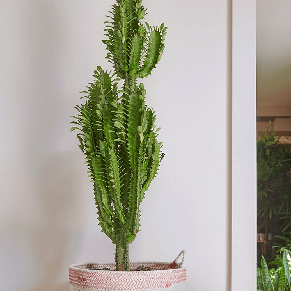 Cactus Candelabru - 95 cm