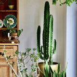 Cactus Candelabru - 95 cm