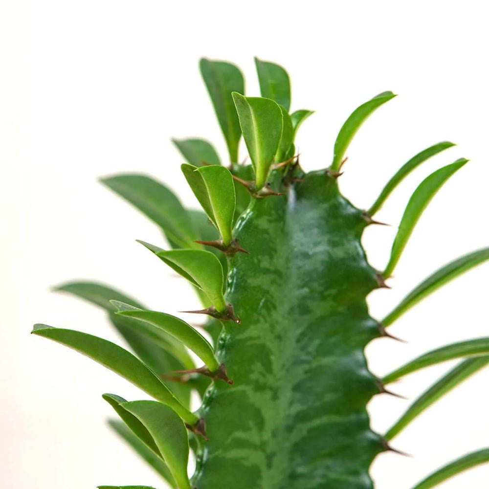 Cactus Candelabru Trigona - 100 cm