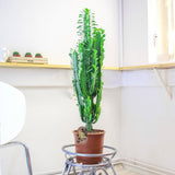Cactus Candelabru Trigona - 100 cm