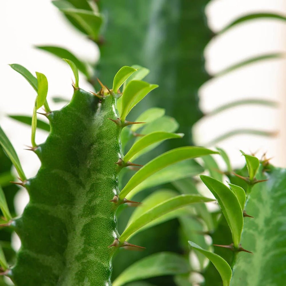 Afrikai kandeláber-kutyatej (Euphorbia ingens) – látványos, könnyen gondozható szobanövény, 95 cm