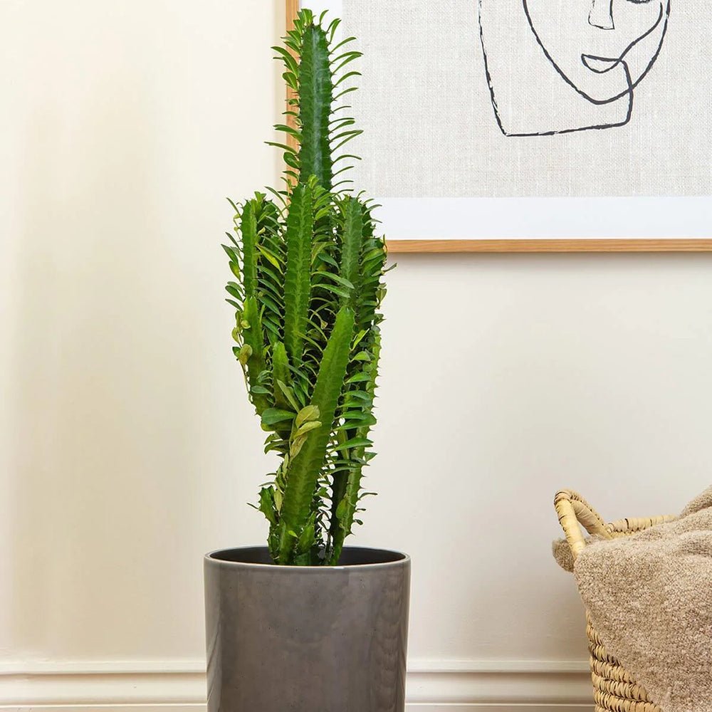 Afrikai kandeláber-kutyatej (Euphorbia ingens) – látványos, könnyen gondozható szobanövény, 95 cm
