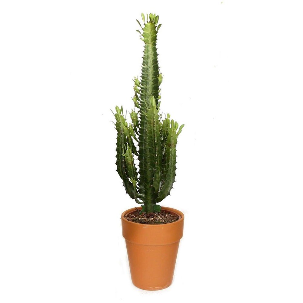 Cactus Candelabru Trigona - 80 cm