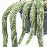 Cactus Coada de Maimuta (Hildewintera) - 25 cm