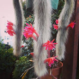 Cactus Coada de Maimuta (Hildewintera) - 25 cm